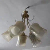 لوسترشاخه ای درحد