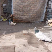 یه تعداد کبوتر|پرنده|فشم, |دیوار