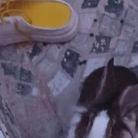 دوعدد خرگوش