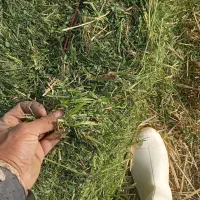 یونجه پرس
