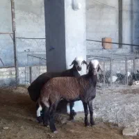 بره قوچی