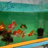 انواع ماهی گیاهخوار گوپی و ...