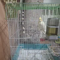 پرنده عروس هلندی|پرنده|تهران, امیریه|دیوار