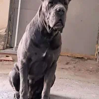 سگ ماده کنسو نگهبان اصیل