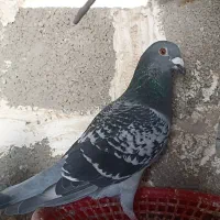 کبوتر پلاکی به شرط|پرنده|برازجان, |دیوار