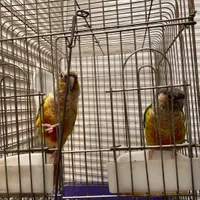 طوطی گرینچیک|پرنده|محمدشهر, |دیوار