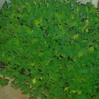 نشا گوجه.بادمجان و...|گل و گیاه طبیعی|شیراز, رکن‌آباد|دیوار