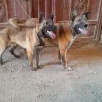 فروش سگ مالینویز دوعدد نر