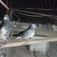 فروش ماده بدرنگ سبز و شهری سیاه نر