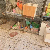 قفس مرغ عشق|لوازم جانبی حیوانات|شاهین‌شهر, شهرک مطهری|دیوار