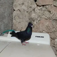 کبوتر بوشهری|پرنده|خورموج, |دیوار