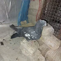 کبوتر اصفهانی پر|پرنده|اصفهان, سلطان‌آباد|دیوار
