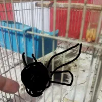 قناری قهوه ای کاملاً دستی