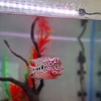 کینگ کامفا مولتی کالر|ماهی|شیراز, گویم|دیوار