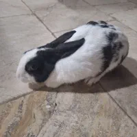 فروش خرگوش|موش و خرگوش|کیش, |دیوار