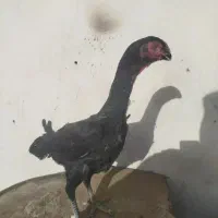 مرغ‌اوشامو