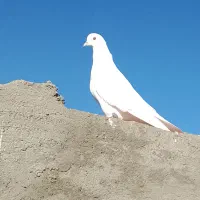 600تومن|پرنده|گنبکی, |دیوار