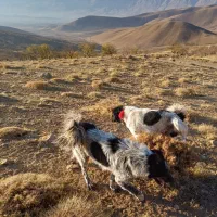 یک جفت سگ اصیل قدرجونی نر|سگ|اصفهان, مرداویج|دیوار