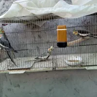 فروش عروس هلندی