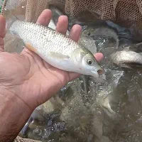 بچه ماهی|ماهی|شوشتر, |دیوار