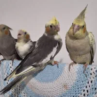 جوجه سرلاکی نرم خور عروس هلندی|پرنده|ساری, |دیوار