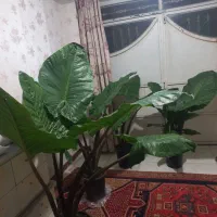 گل بابا آدم|گل و گیاه طبیعی|اردبیل, |دیوار