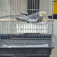 عروس هلندی جفت مولد ضمانتی|پرنده|آشتیان, |دیوار