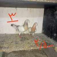 کفتر پلاکی جفتی و نر پرشی شیراز سپیدان