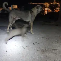 واگذاری سگ|سگ|رستمآباد, |دیوار