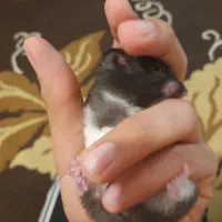 همستر|موش و خرگوش|کرمان, |دیوار