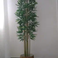 درختچه های بامبو