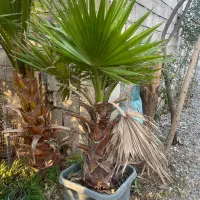 فروش پالم ریشه پرس قیمت مناسب