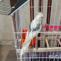 عروس هلندی دوکت البینو