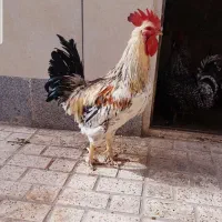 حیوانات مزرعه