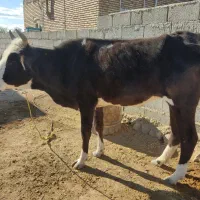 گاو ۴ ماه آبستن به همراه گوساله