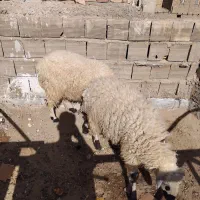 دو بره نر فروشی|حیوانات مزرعه|زابل, |دیوار