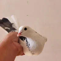 نروماده پرشی باهم500|پرنده|ابهر, |دیوار