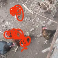 مرغ و جوجه واردک