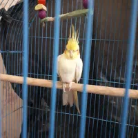 عروس هلندی نر باقفس|پرنده|بندر ماهشهر, |دیوار