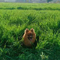 گمشده|حیوانات|اصفهان, کنگاز|دیوار