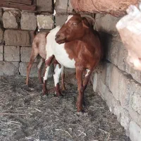 کهره چپشت فروش