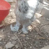 برهما