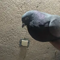 کبوتر پرشی|پرنده|فولادشهر, فولادشهر|دیوار