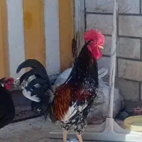 مرغ و خروس اصل عرب|حیوانات مزرعه|اهواز, فتح|دیوار