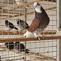 کبوتر جوجه کشی