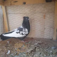 کبوتر ماده سرو ته سیاه|پرنده|ملایر, |دیوار