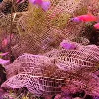 پلنت|ماهی|اصفهان, خواجو|دیوار