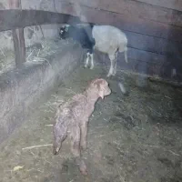 گوسفند با بره نر|حیوانات مزرعه|پرهسر, |دیوار