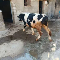 شیر گاو کردی