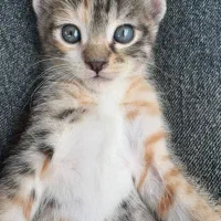 گربه کوچولو